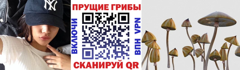 купить  сайты  Темников  Псилоцибиновые грибы мицелий 